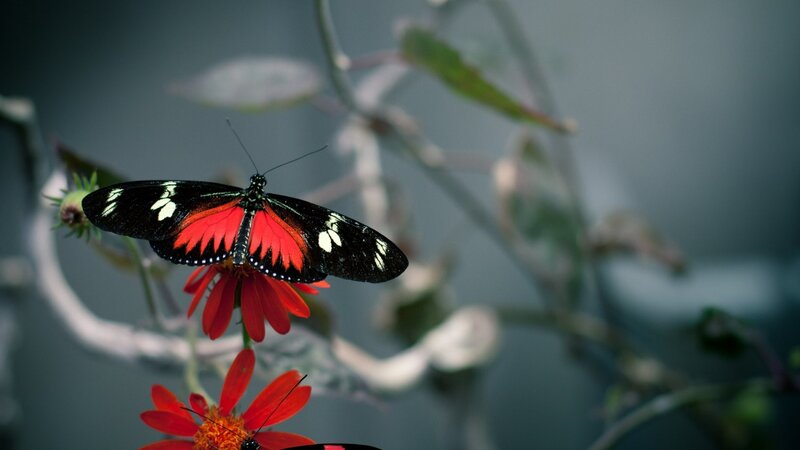Red and Black Butterfly — Calm, Photograph, Flower, Plant