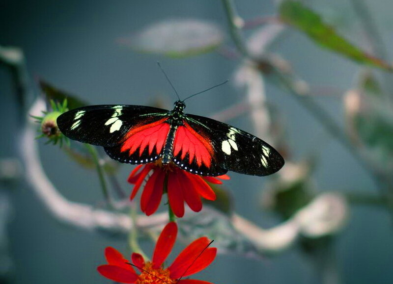 Red and Black Butterfly — Calm, Photograph, Flower