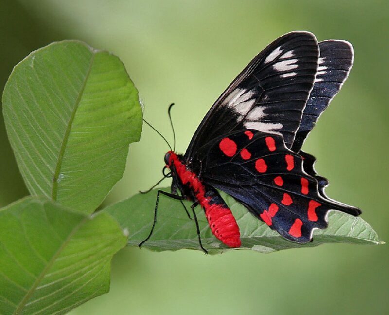 Red and Black Butterfly — Calm, Photograph, Leaf