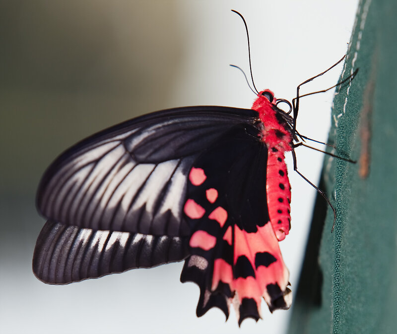 Red and Black Butterfly — Calm, Photograph, Wing