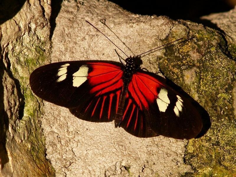 Red and Black Butterfly — Calm