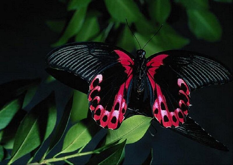 Red and Black Butterfly — Dramatic, Night