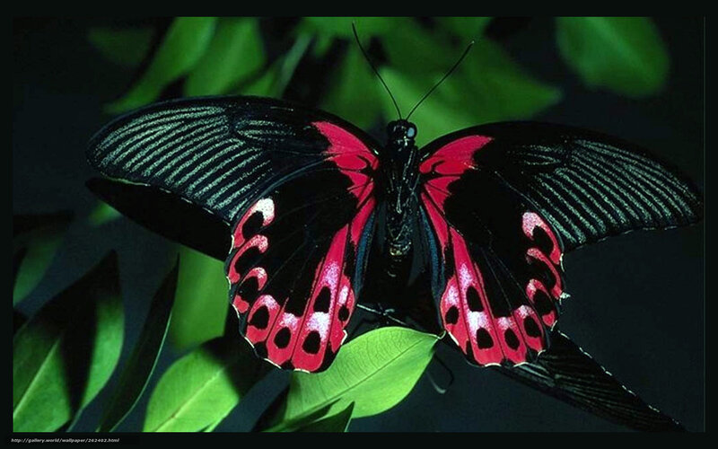 Red and Black Butterfly — Dramatic, Photograph, Leaf
