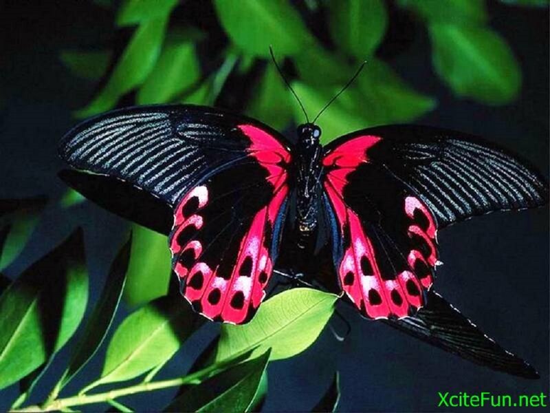 Red and Black Butterfly — Dramatic, Photograph