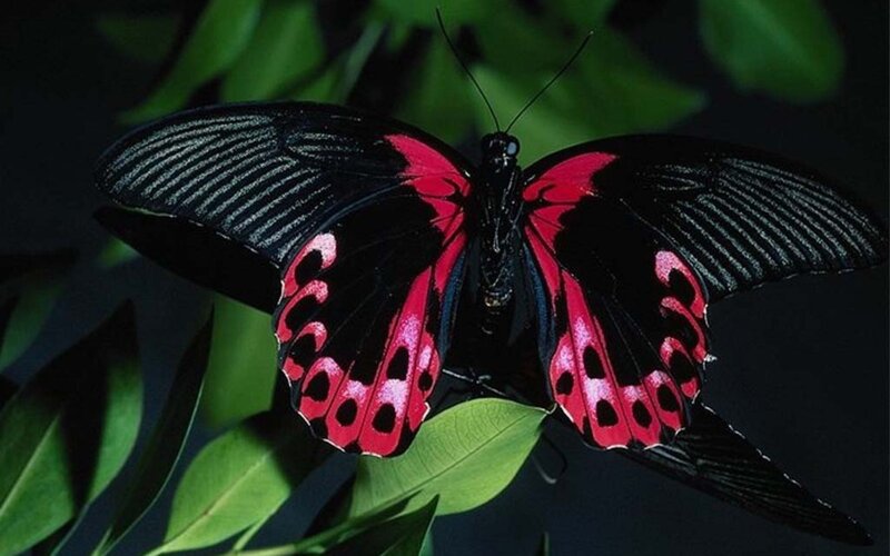 Red and Black Butterfly — Dramatic
