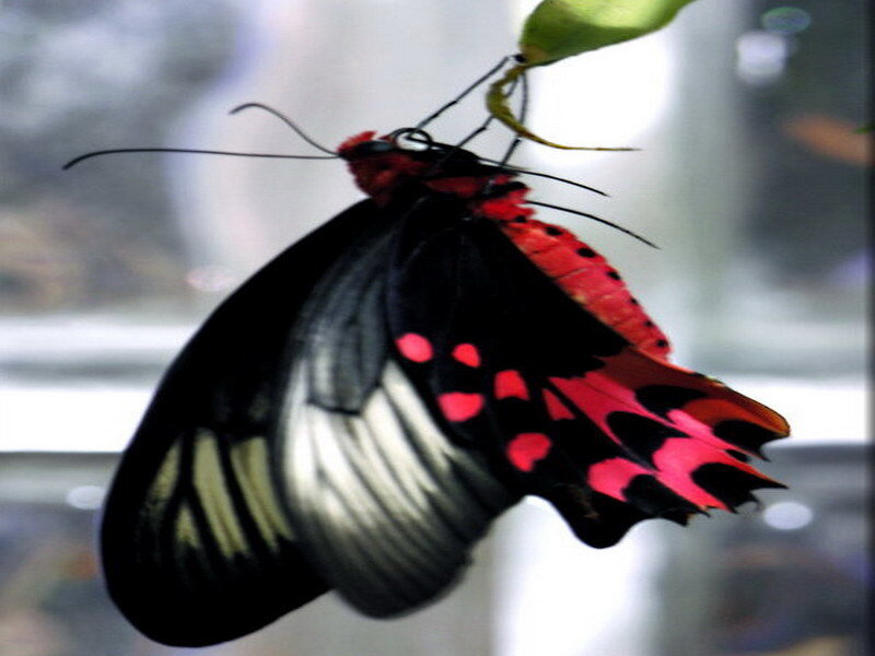 Red and black butterfly emerging