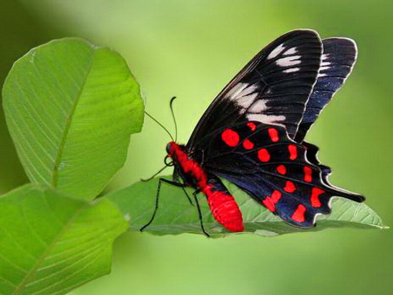 Red and Black Butterfly — Green, Calm