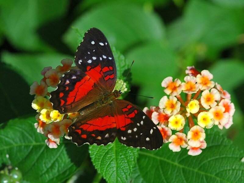 Red and Black Butterfly — Green, Natural