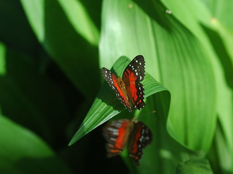 Red and Black Butterfly — Green, Serene, Afternoon, Photograph