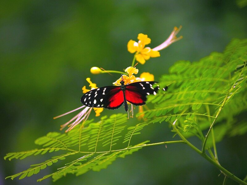 Red and Black Butterfly — Green, Serene, Afternoon