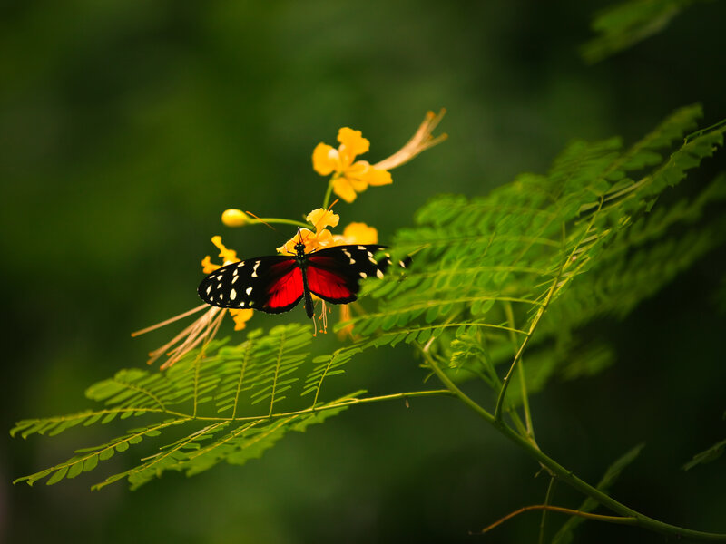 Red and Black Butterfly — Green, Serene