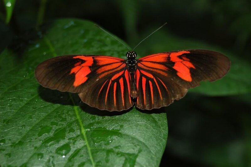 Red and Black Butterfly — Green