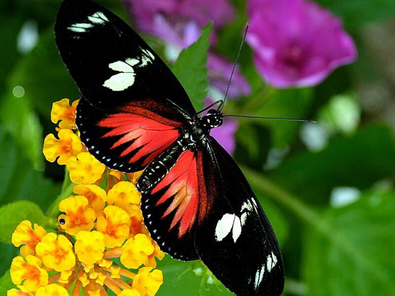 Red and Black Butterfly — Natural, Afternoon, Photograph, Flowers