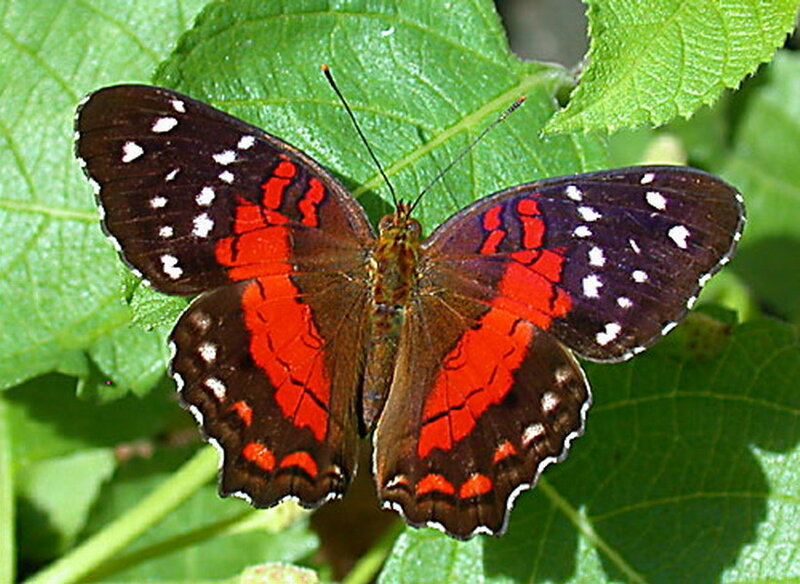 Red and Black Butterfly — Natural, Afternoon, Photograph, Green Leaf