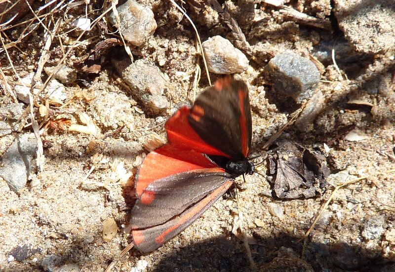 Red and Black Butterfly — Natural, Afternoon, Photograph, Ground