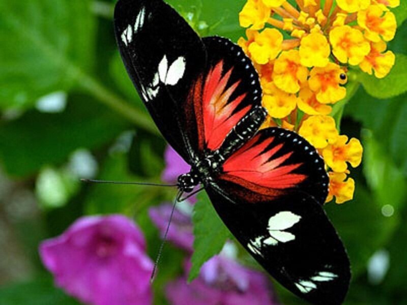Red and Black Butterfly — Natural, Afternoon, Photograph