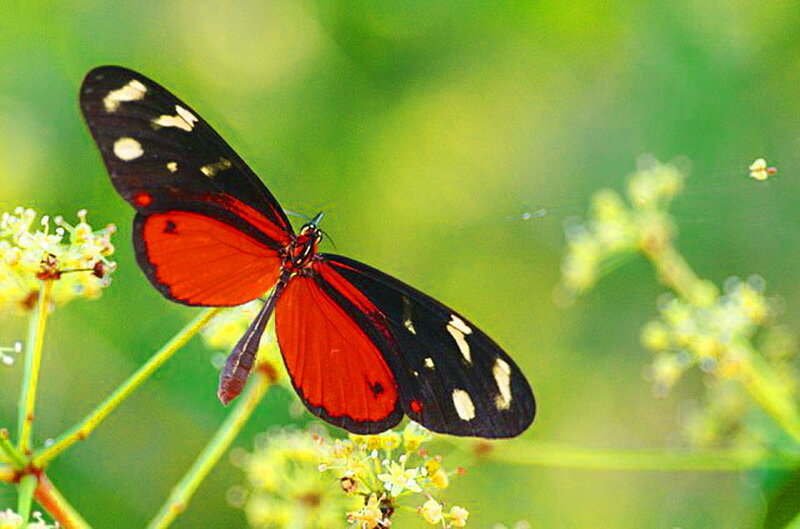Red and Black Butterfly — Natural, Afternoon