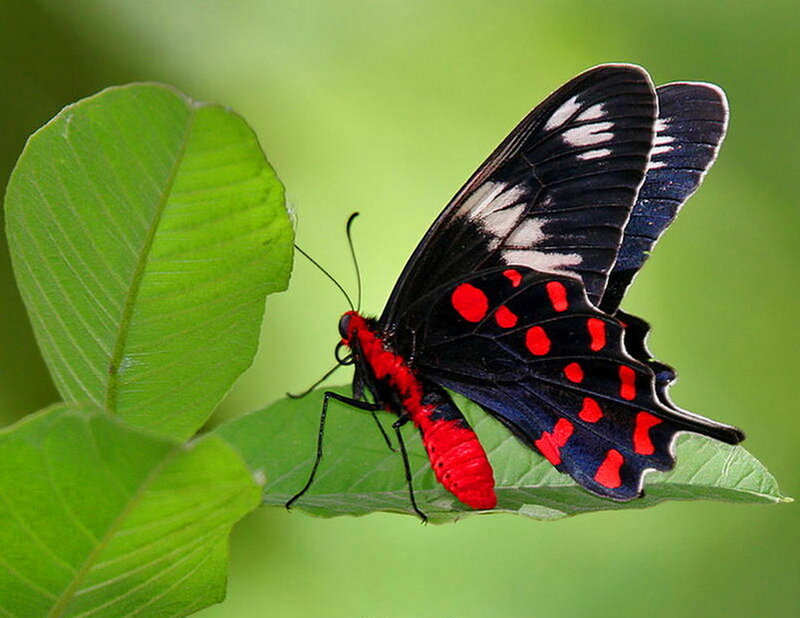 Red and Black Butterfly — Natural, Photograph, Leaf