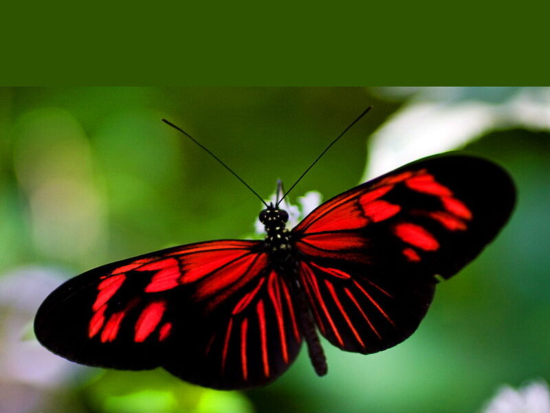 Red and Black Butterfly — Natural, Photograph