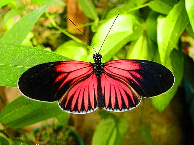 Red and Black Butterfly — Natural