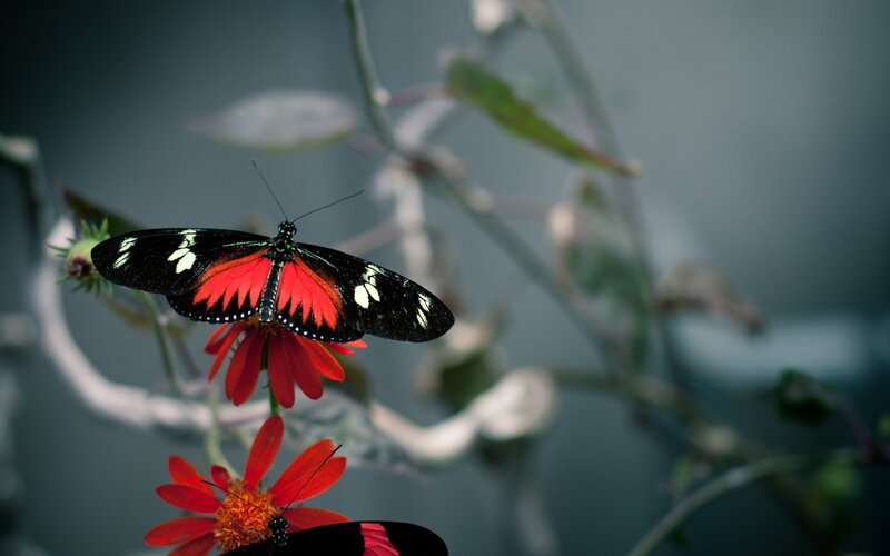 Red and black butterfly on flower