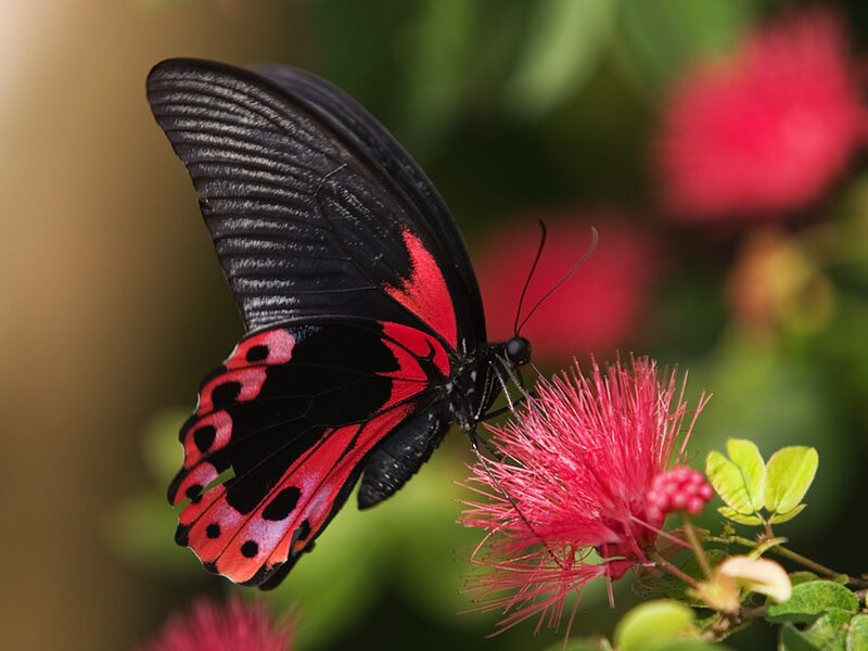 Red and black butterfly on flower