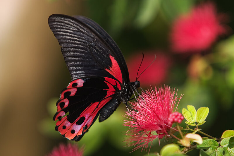 Red and black butterfly on flower