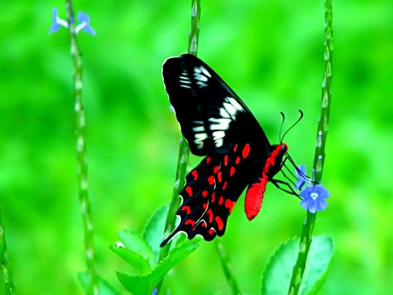Red and black butterfly on flower