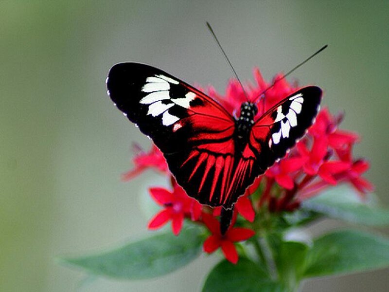 Red and black butterfly on flower
