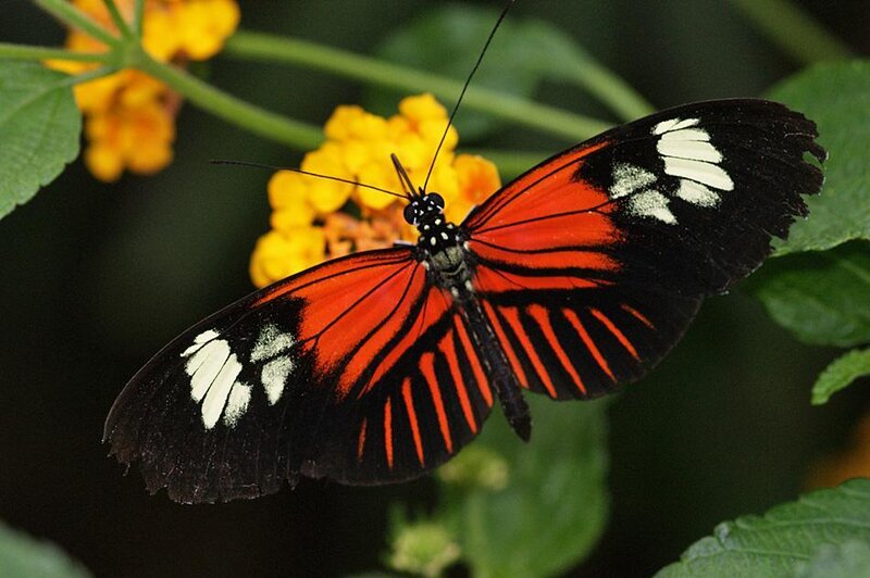 Red and black butterfly on flower