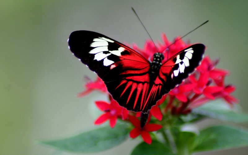 Red and black butterfly on flower