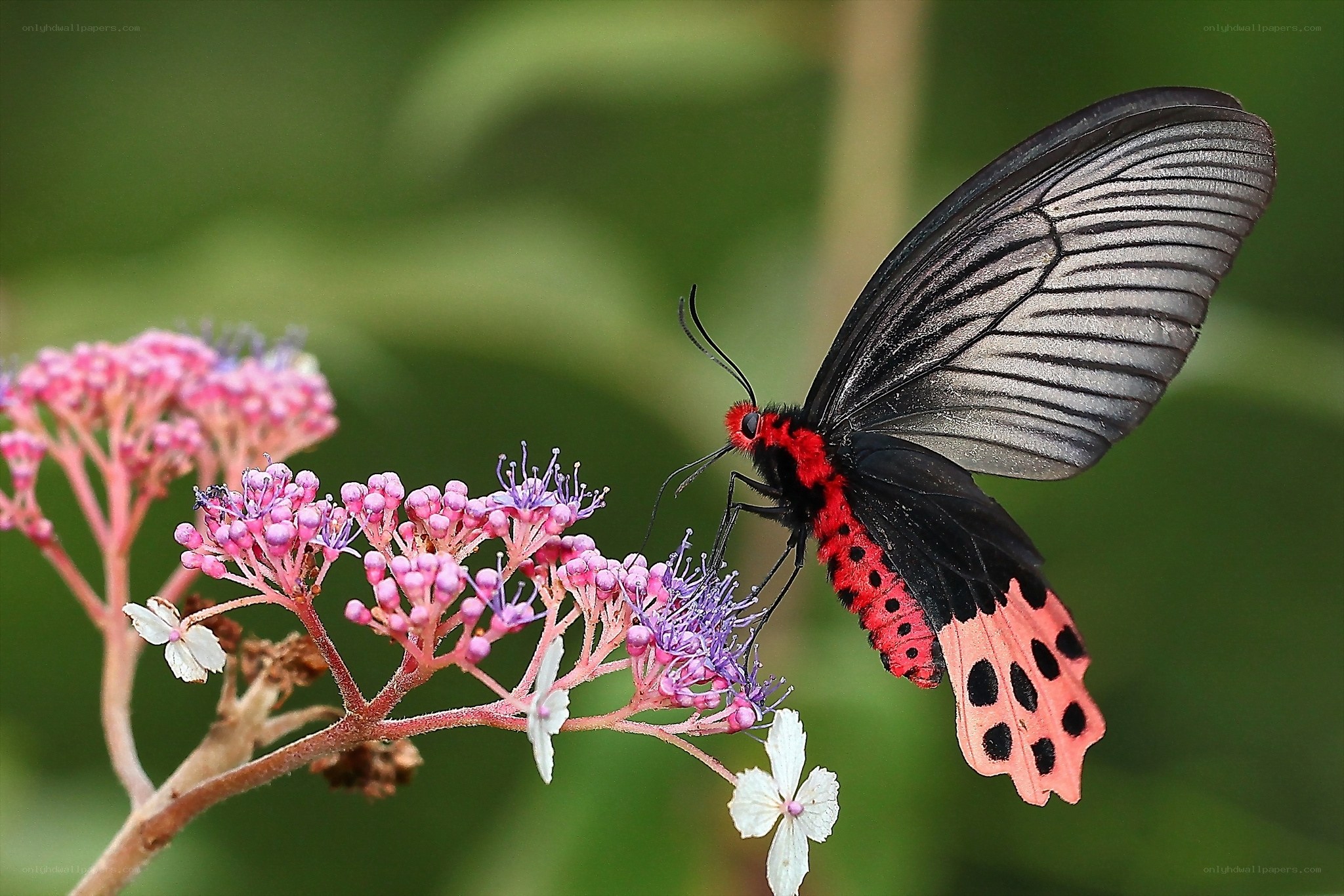 Red and black butterfly on flowers
