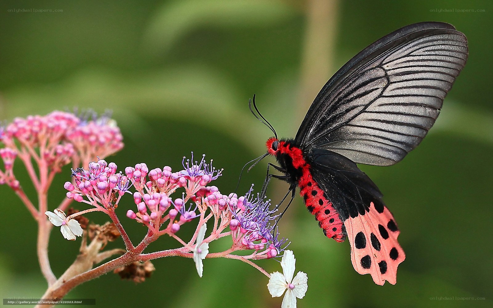 Red and black butterfly on flowers