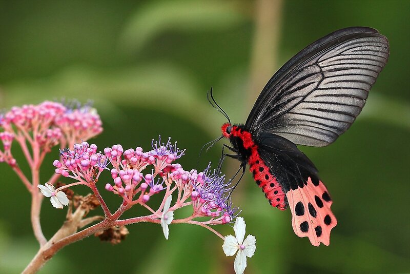 Red and black butterfly on flowers