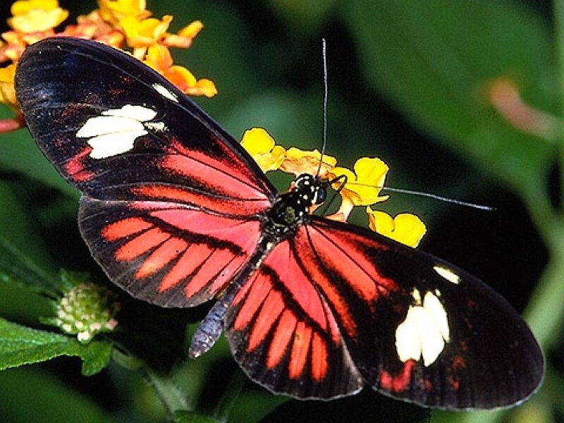 Red and black butterfly on flowers