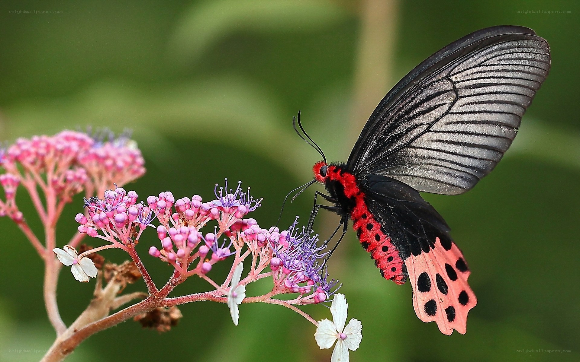 Red and black butterfly on flowers