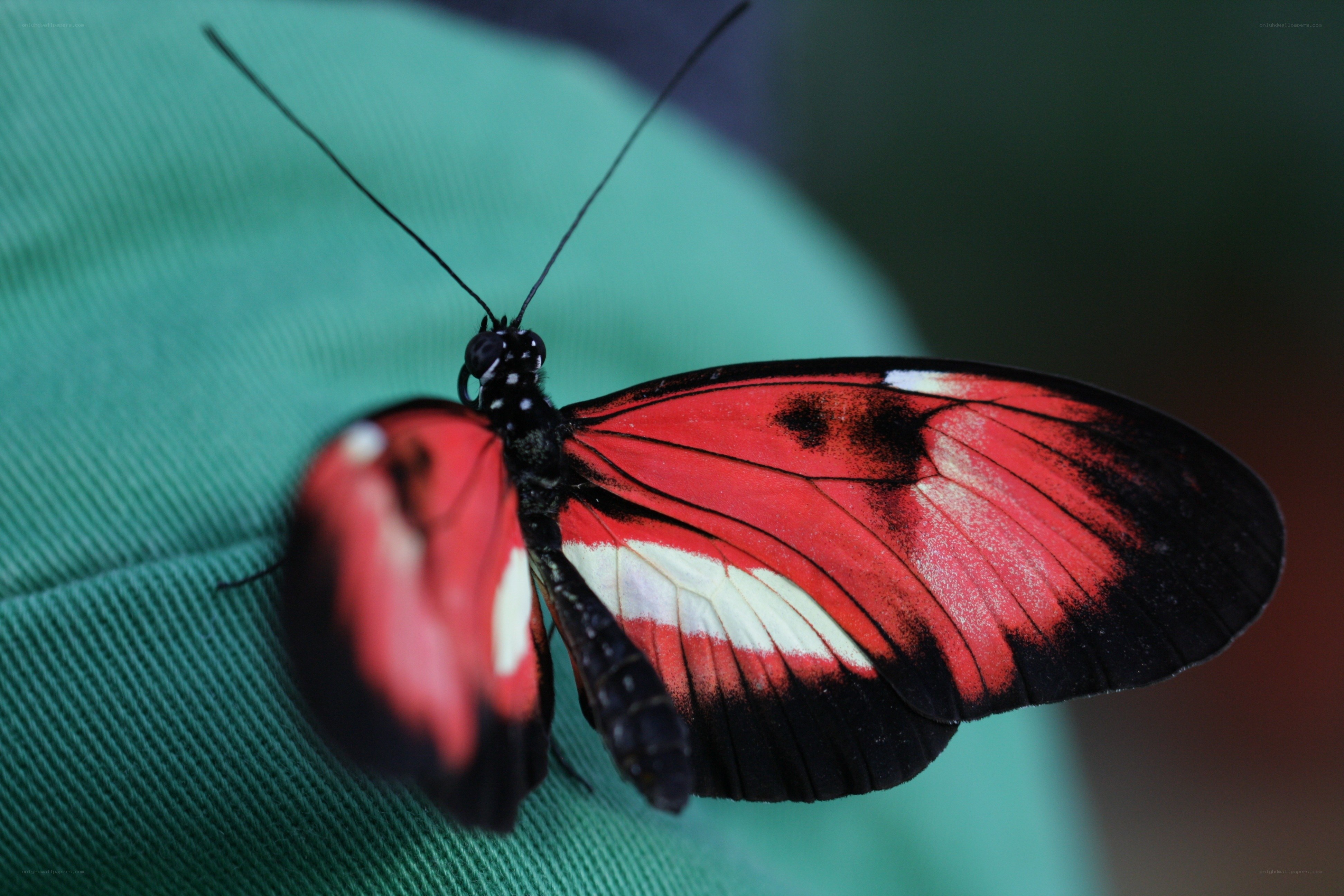 Red and black butterfly on green fabric