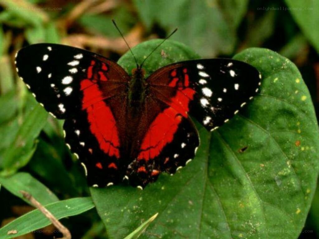 red and black butterfly on leaf