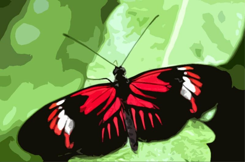Red and black butterfly on leaf
