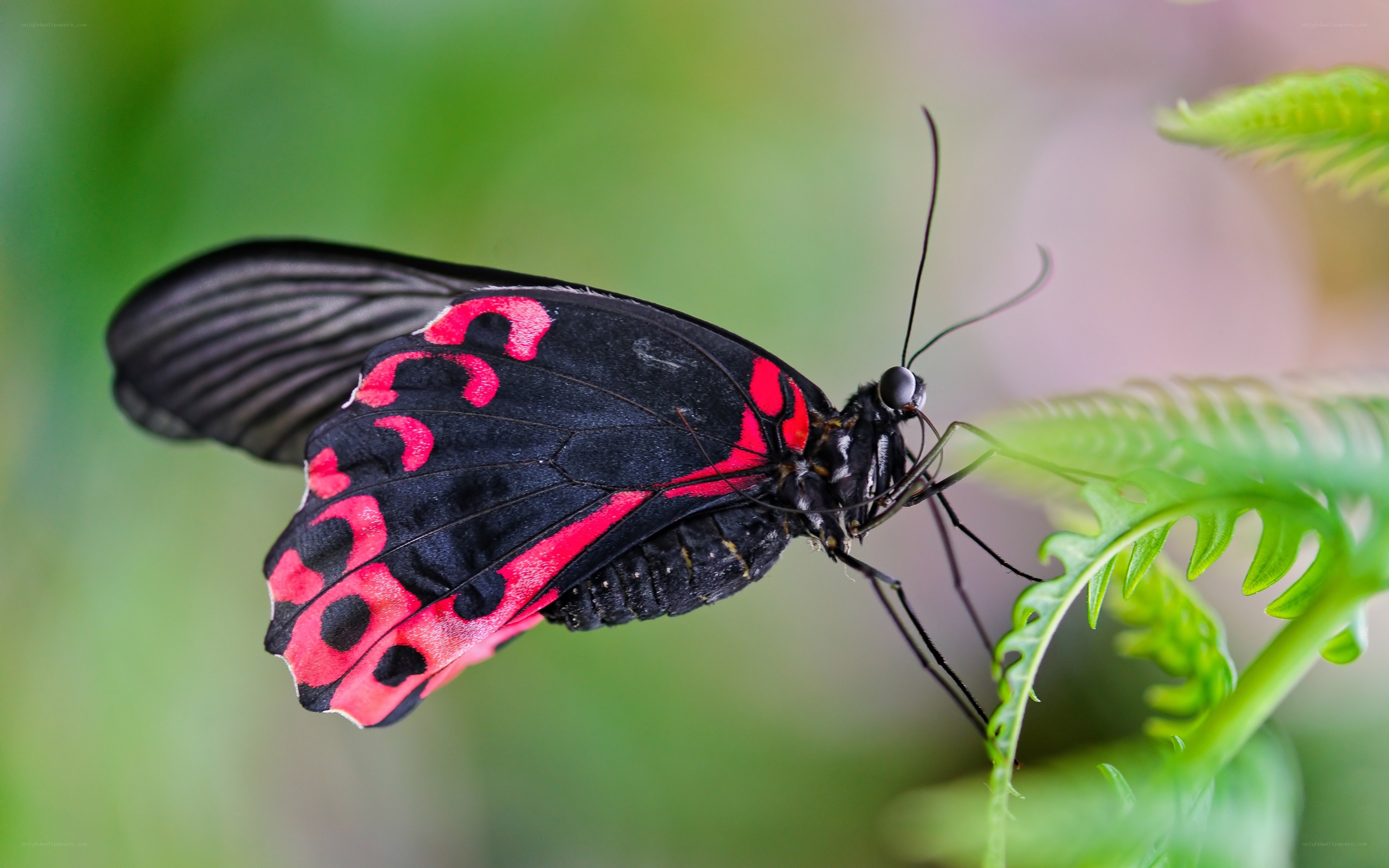 Red and black butterfly on leaf