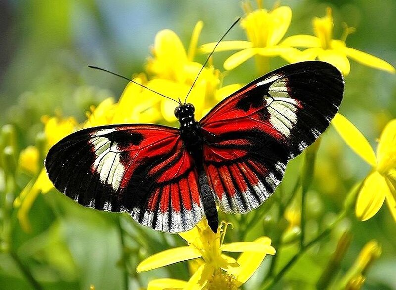 Red and black butterfly on yellow flower
