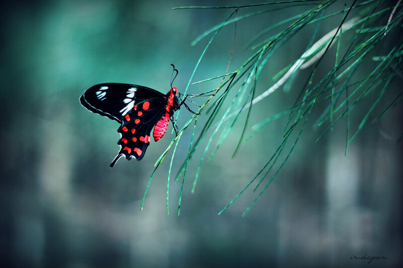 Red and Black Butterfly — Serene