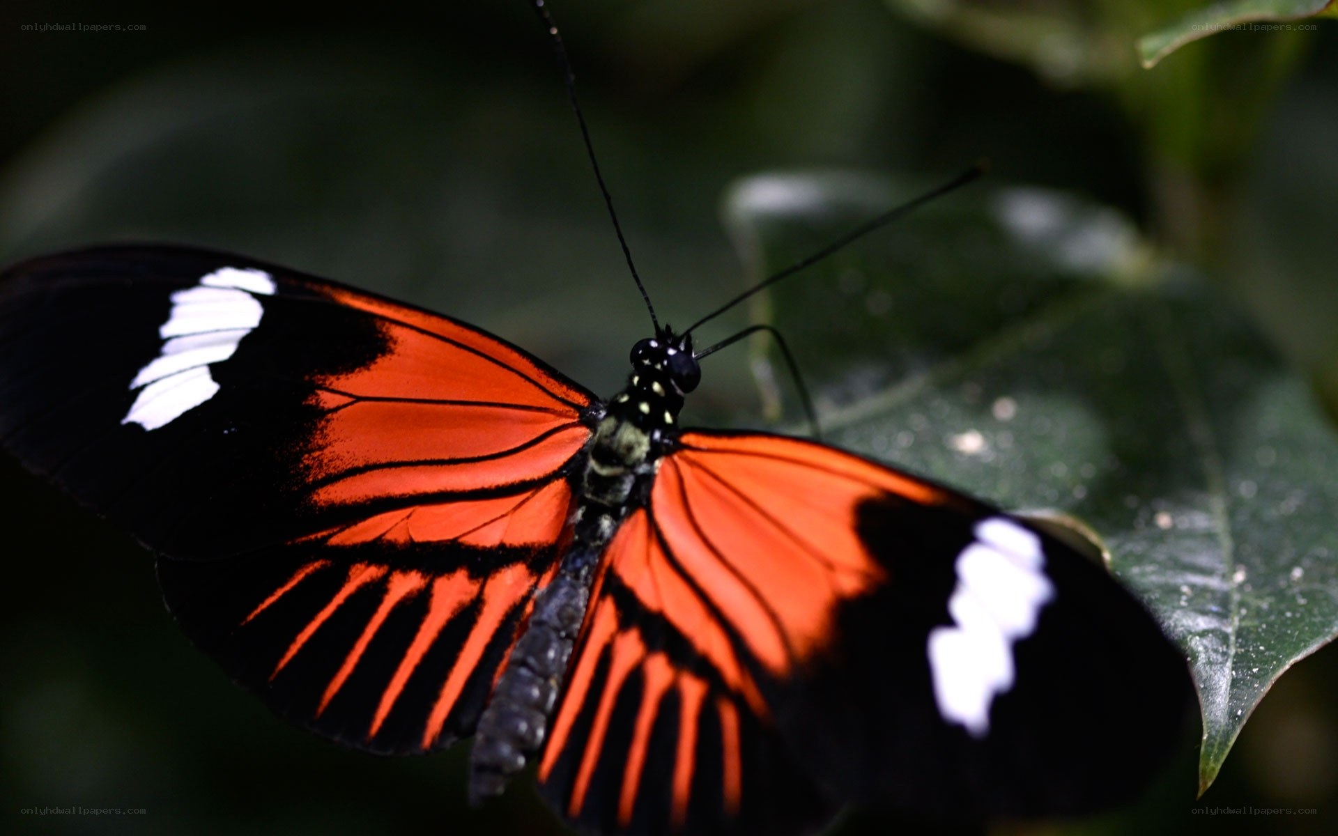 red and black butterfly