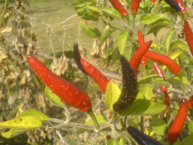 red and black chili peppers on a plant