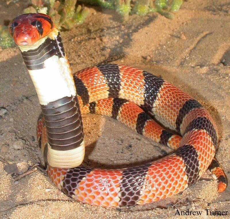 Red and black cobra