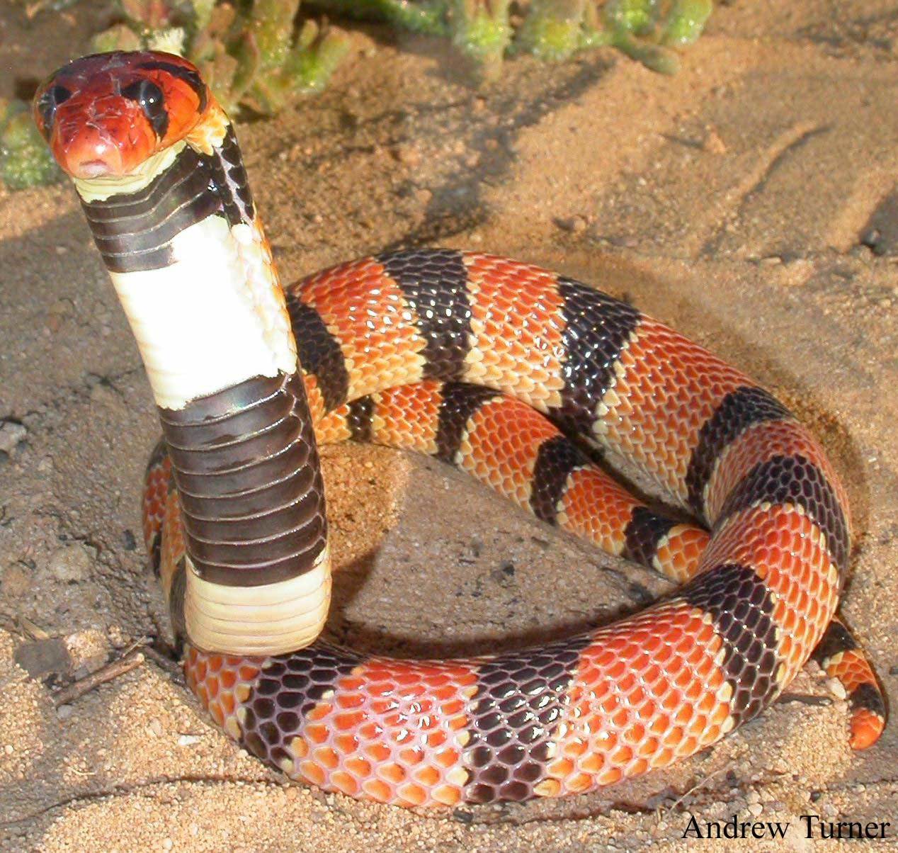 Red and black cobra