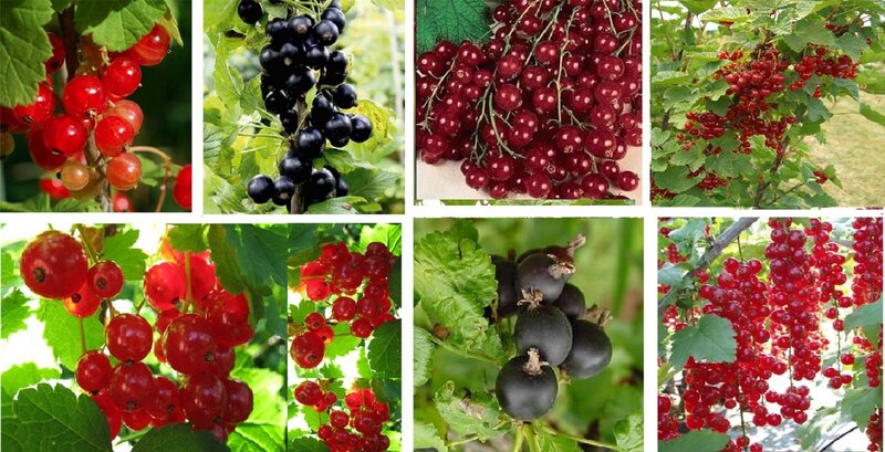 Red and Black Currant Berries