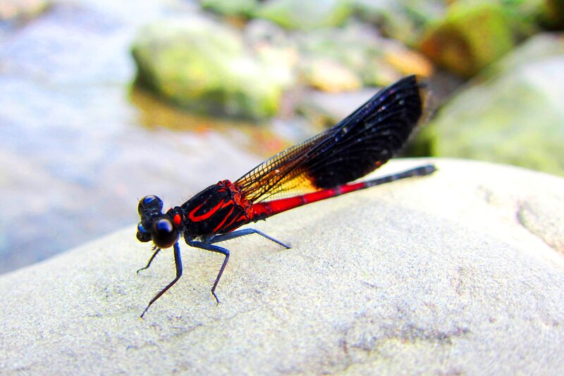 Red and Black Damselfly