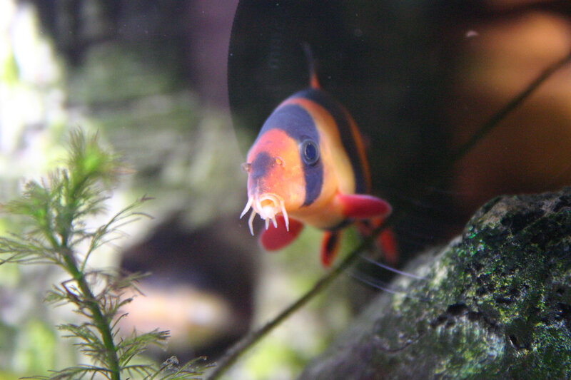Red and Black Fish — Orange