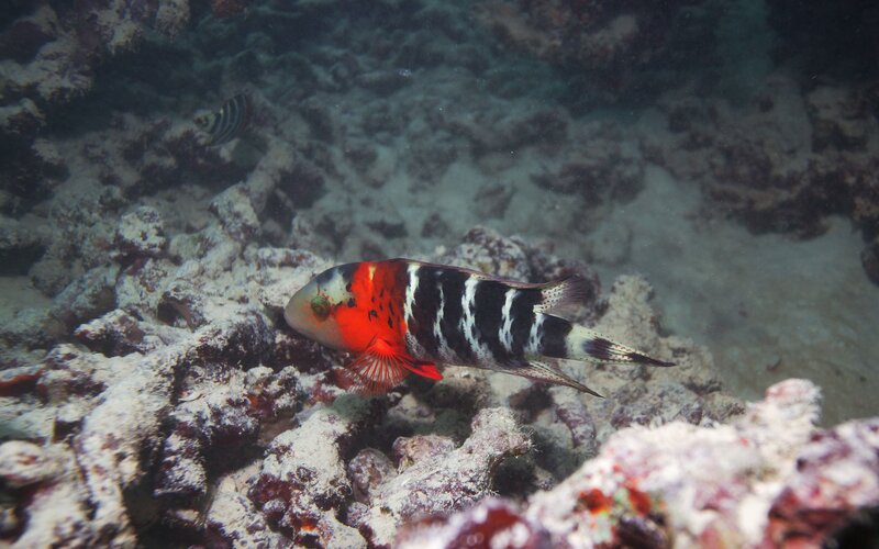Red and Black Fish